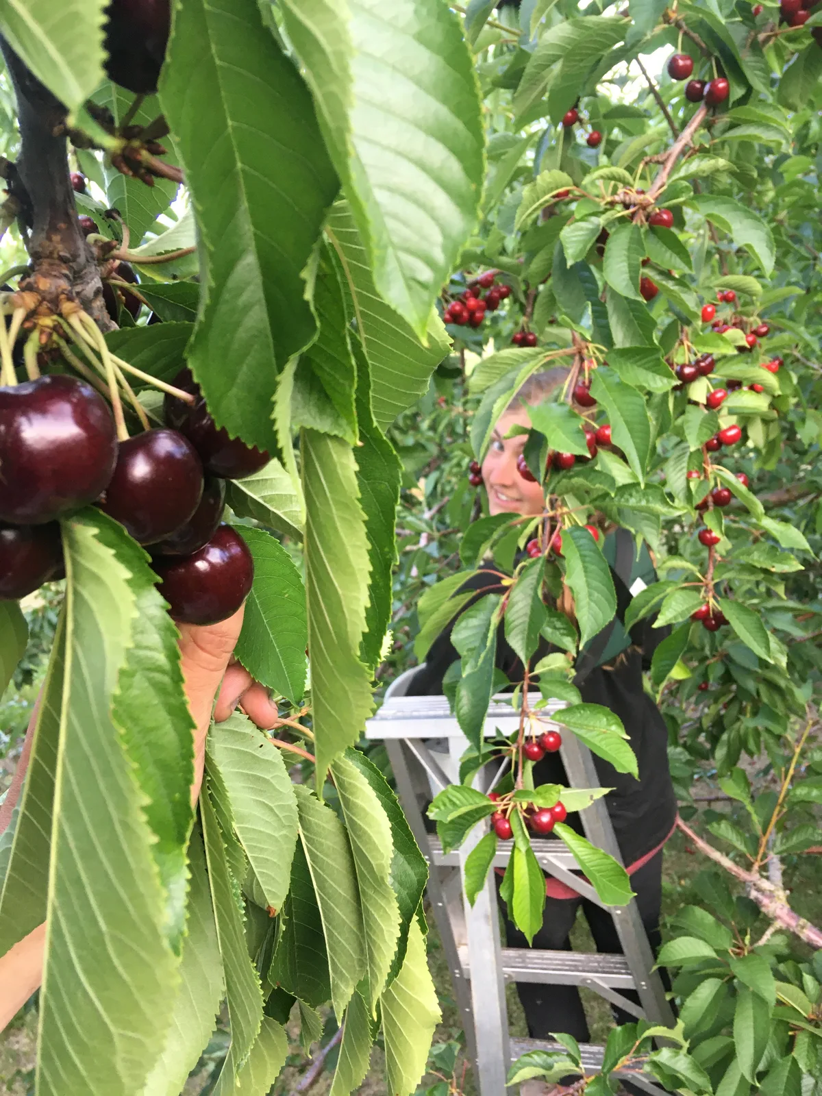 Denise picking cherries in Canada
